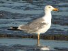 Yellow-legged Gull at Two Tree Island (Steve Arlow) (147740 bytes) Yellow-legged Gull at Two Tree Island (Steve Arlow) (147740 bytes)